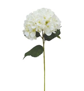Hortensia tige H. 80 cm  Crème