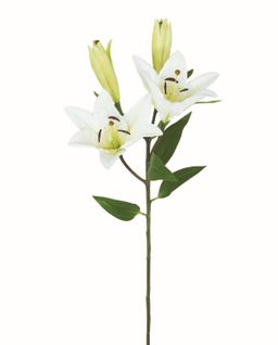 Lys tige 2 fleurs H. 78 cm  Crème