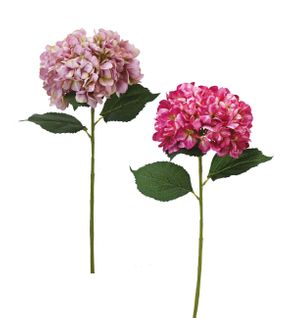 Hortensia tige H. 80 cm  Rose