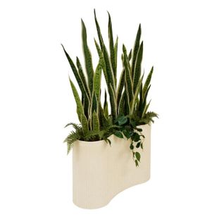 Sansevieria Artificielle En Pot "sky" 163m Vert et Beige