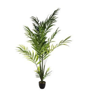 Palmier H.230 cm ARECA Vert