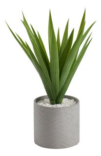 Aloe vera H. 48 cm ALINE Vert