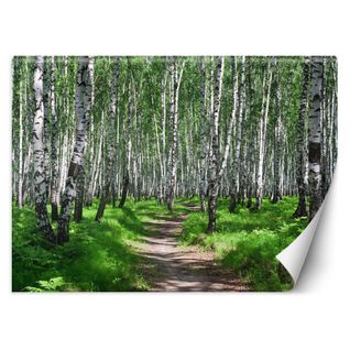 Papier Peint Forêt De Bouleaux 450 X 315 Cm Vert