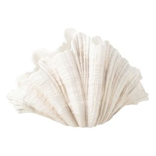 Vase Coquillage En Résine "puglia" 57cm Blanc