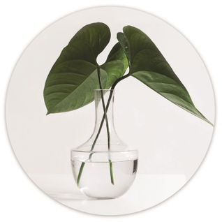 Tableau Feuilles De Bois Dans Un Vase 60 X 60 Cm Transparent