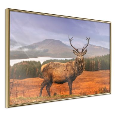 Affiche Murale Encadrée "majestic Deer" 60 X 40 Cm Doré