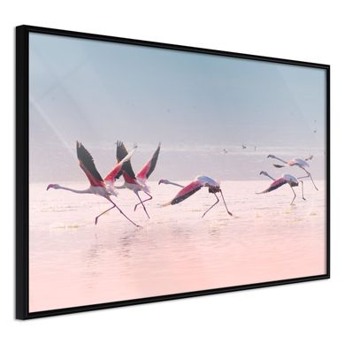 Affiche Murale Encadrée "flamingos Breaking Into A Flight" 45 X 30 Cm Noir