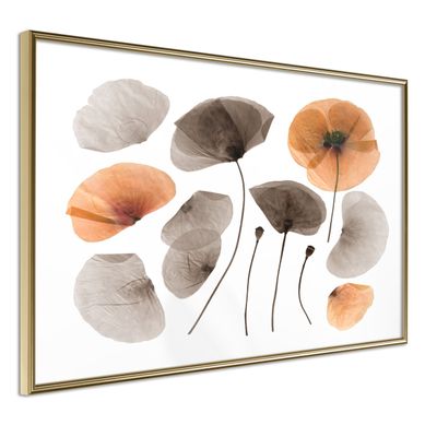 Affiche Murale Encadrée "dried Poppies" 30 X 20 Cm Doré