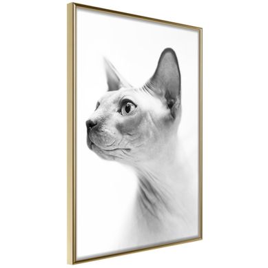 Affiche Murale Encadrée "sphinx" 40 X 60 Cm Doré