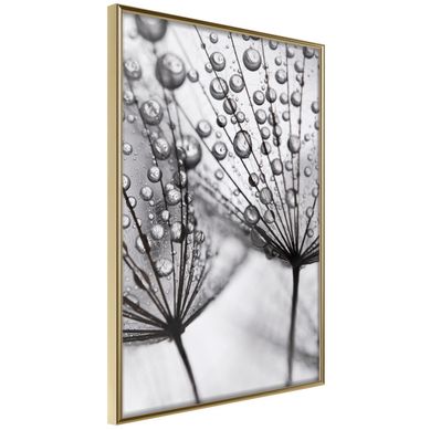 Affiche Murale Encadrée "dew In The Macro Scale" 40 X 60 Cm Doré