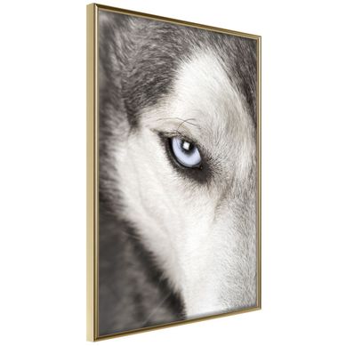Affiche Murale Encadrée "azure Eye" 30 X 42 Cm Doré