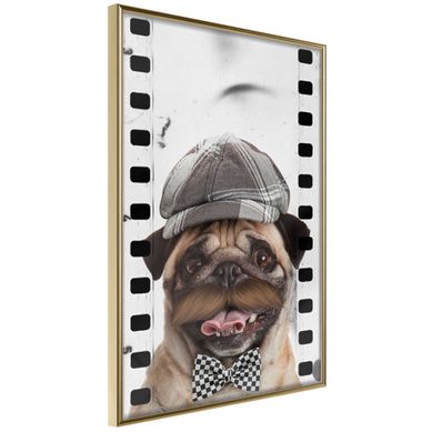 Affiche Murale Encadrée "dressed Up Pug" 40 X 60 Cm Doré