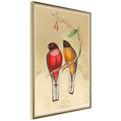 Affiche Murale Encadrée "ornithologist's Drawings" 30 X 42 Cm Doré