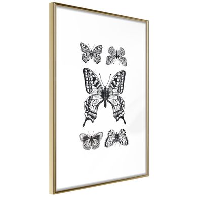 Affiche Murale Encadrée "butterfly Collection Iv" 21 X 30 Cm Doré