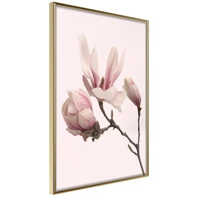 Affiche Murale Encadrée "blooming Magnolias Ii" 30 X 42 Cm Doré