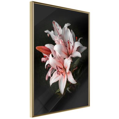 Affiche Murale Encadrée "pale Pink Lilies" 40 X 60 Cm Doré