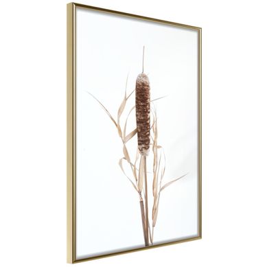 Affiche Murale Encadrée "typha" 21 X 30 Cm Doré
