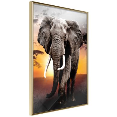 Affiche Murale Encadrée "majestic Elephant" 30 X 42 Cm Doré