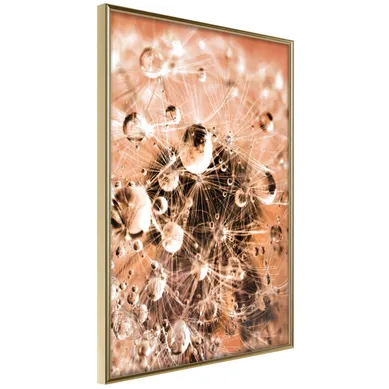 Affiche Murale Encadrée "drops On Dandelion" 30 X 42 Cm Doré
