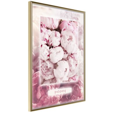Affiche Murale Encadrée "scent Of Peonies" 21 X 30 Cm Doré