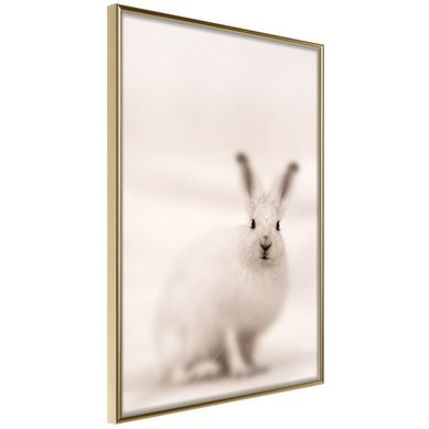 Affiche Murale Encadrée "curious Rabbit" 40 X 60 Cm Doré