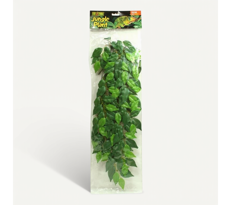 Ficus Jungle Plant Gm - Pour Terrarium