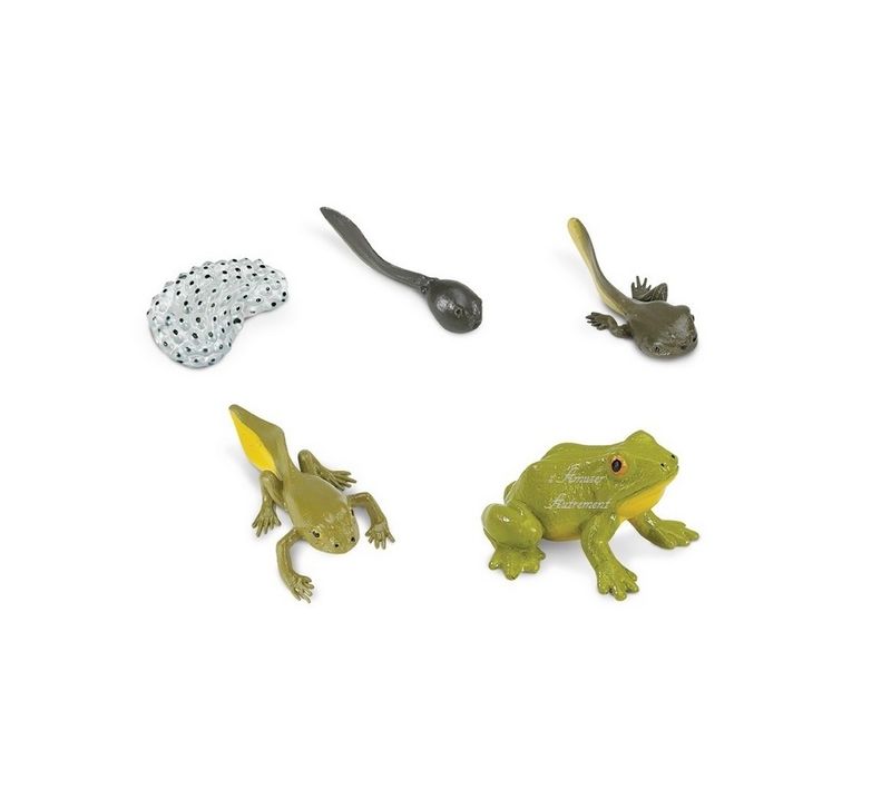 Cycle Grenouille Lot 2