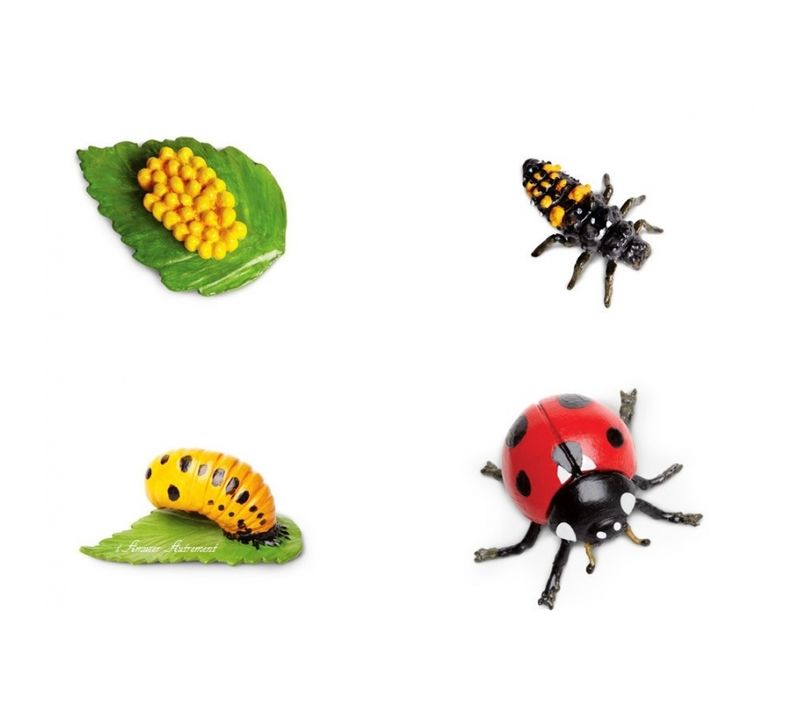 Cycle Coccinelle