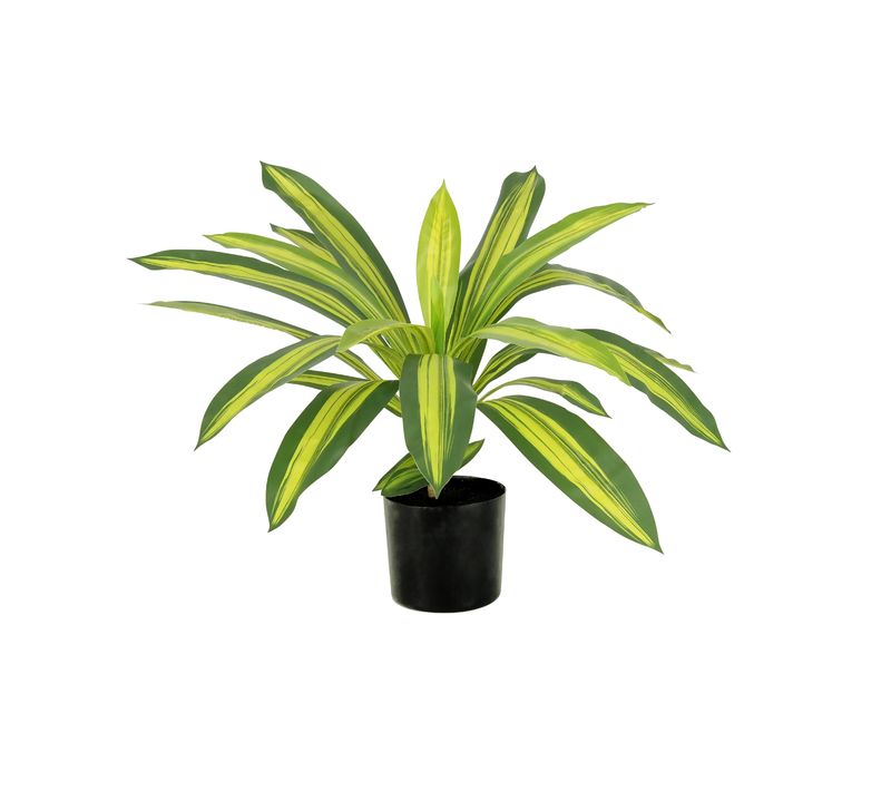 Dracena Artificiel 50cm