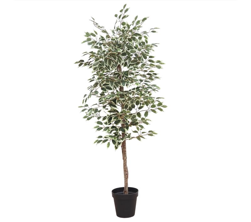 Ficus Artificiel Panache 180cm