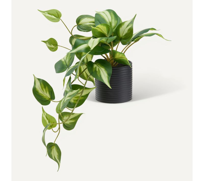Pothos pot céramique H23 - Vert