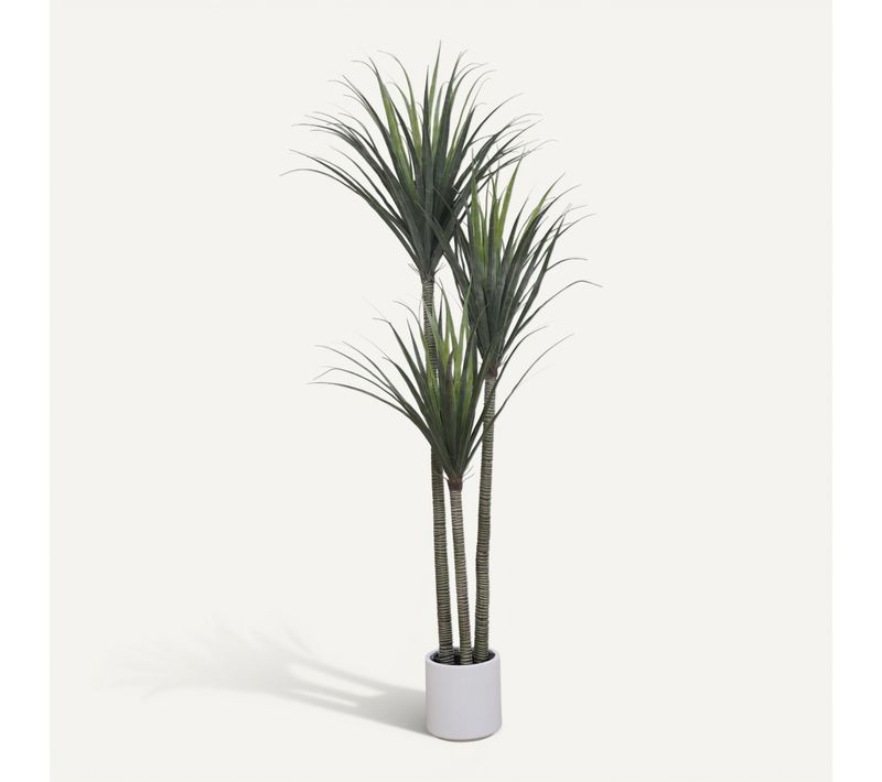 Dracena 3 têtes H. 195 cm - Vert