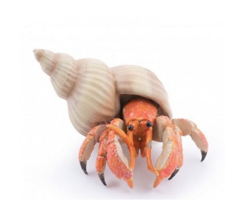 Figurine Bernard L'hermite Papo - Crustacé Réaliste Pour Enfants