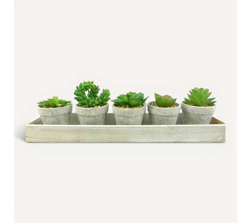 Lot De 5 Plantes et Plateau "succulente" 13cm Gris