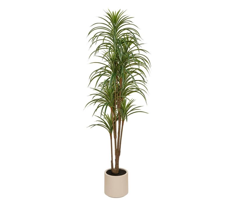 Dracena Vert Edi H.180cm Avec Pot Blanc