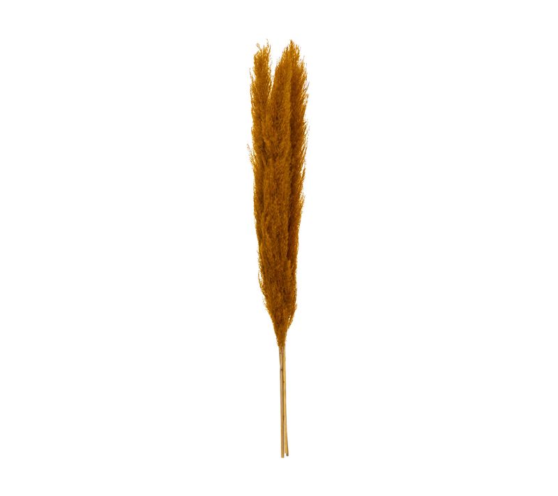 Set De 3 Branches De Pampa Séchée Ocre H 109 Cm