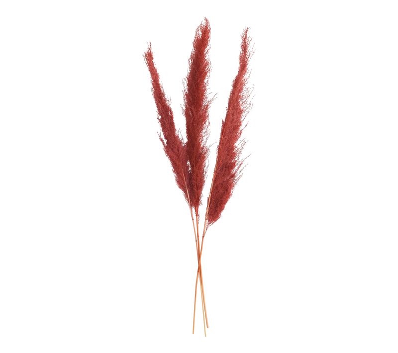 Pampa Naturel Set 3 H. 110 Cm Rouge Rubis