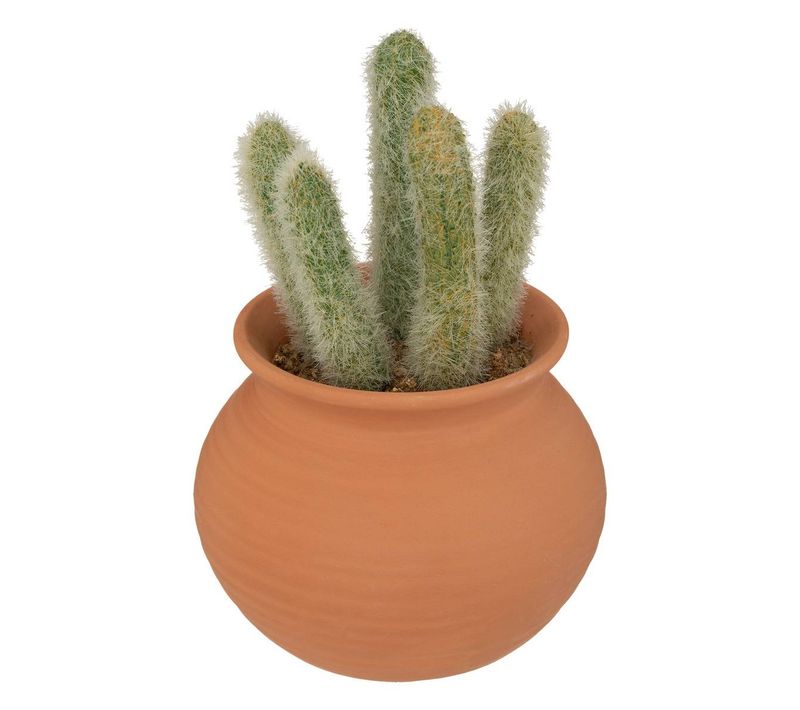 Cactus En Pot "alicante" Terracotta H16,5cm
