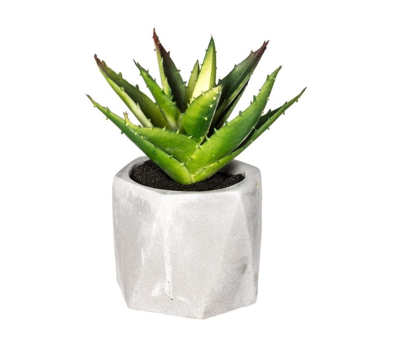 Plante Grasse Artificielle En Pot H 14 Cm