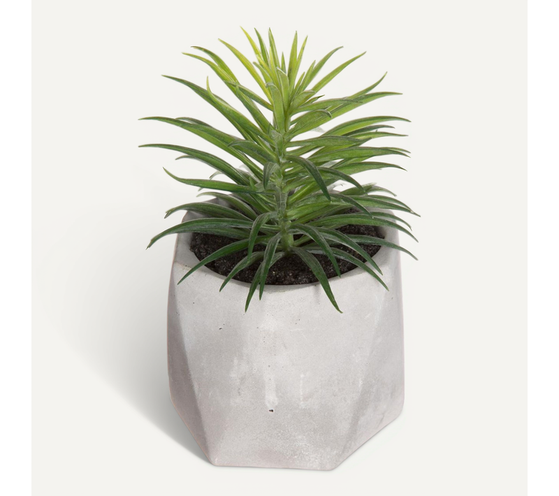 Plante Grasse Artificielle En Pot H 14 Cm