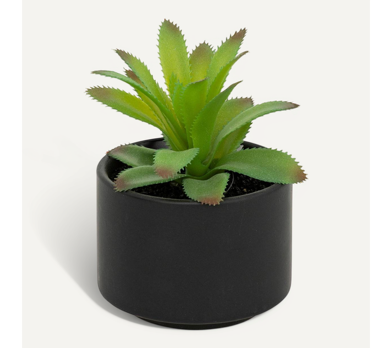 Plante Grasse En Pot H13