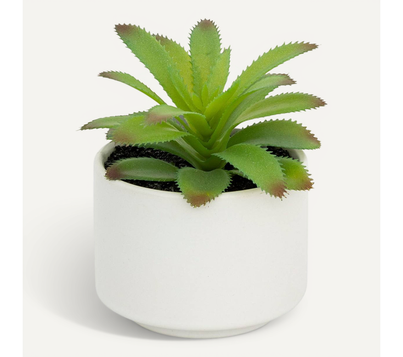 Plante Grasse En Pot H13