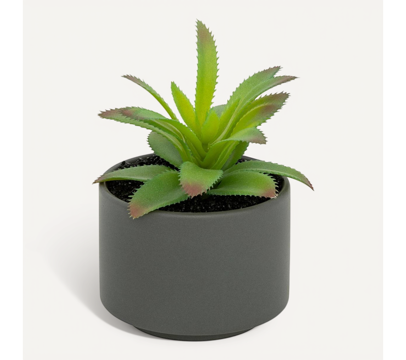 Plante Grasse En Pot H13