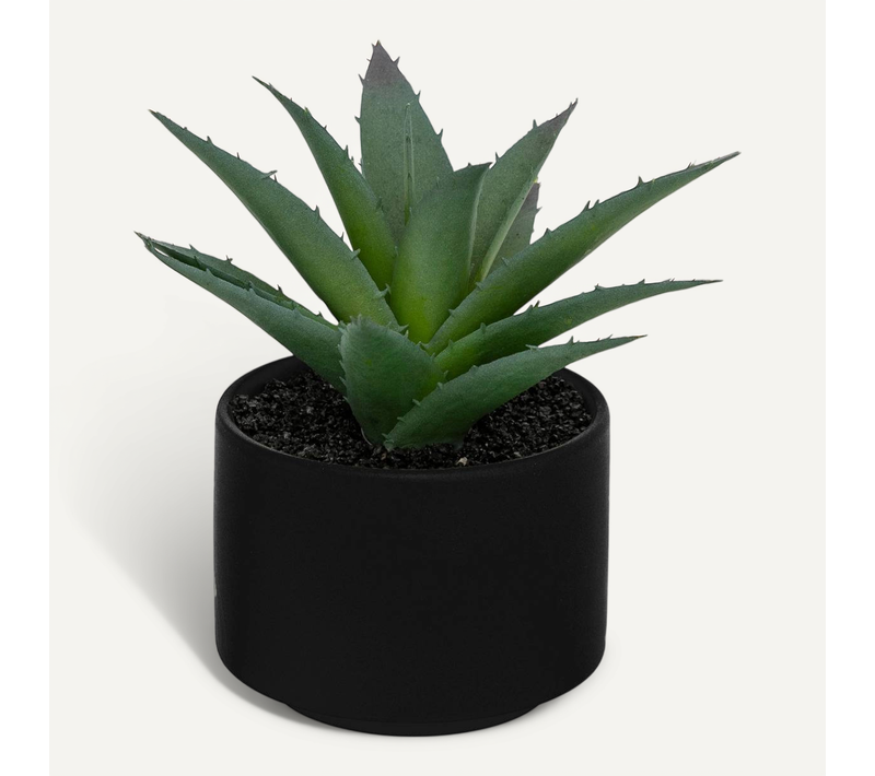 Plante Grasse En Pot H13