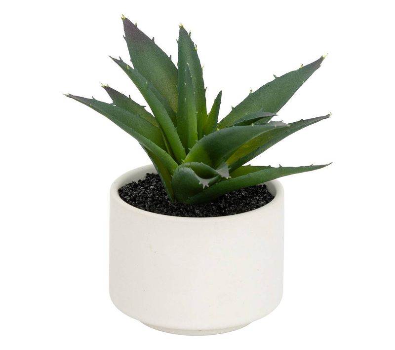 Plante Grasse En Pot H13