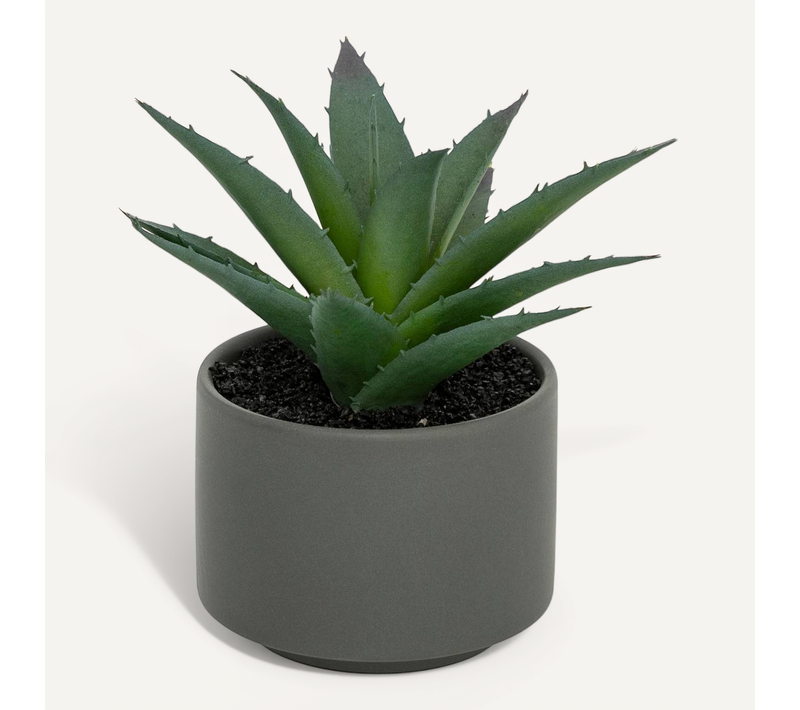 Plante Grasse En Pot H13
