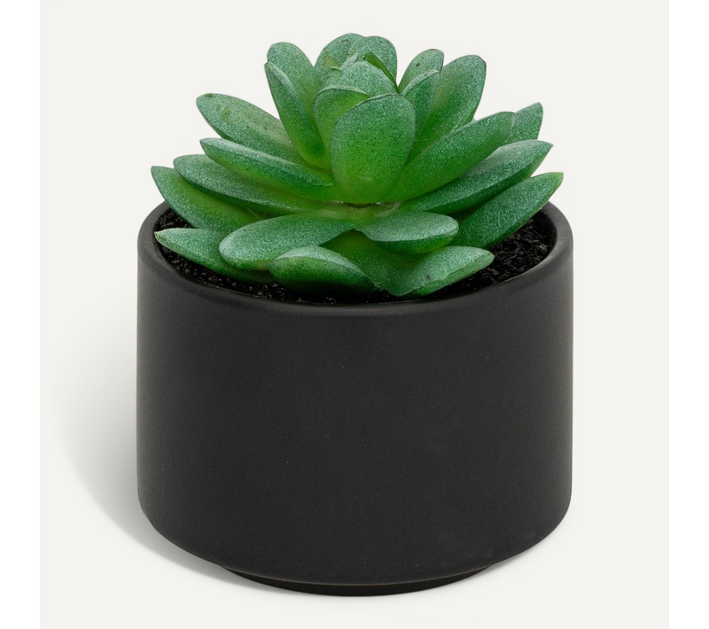 Plante Grasse En Pot H13