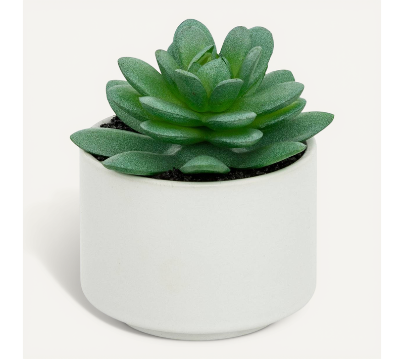 Plante Grasse En Pot H13