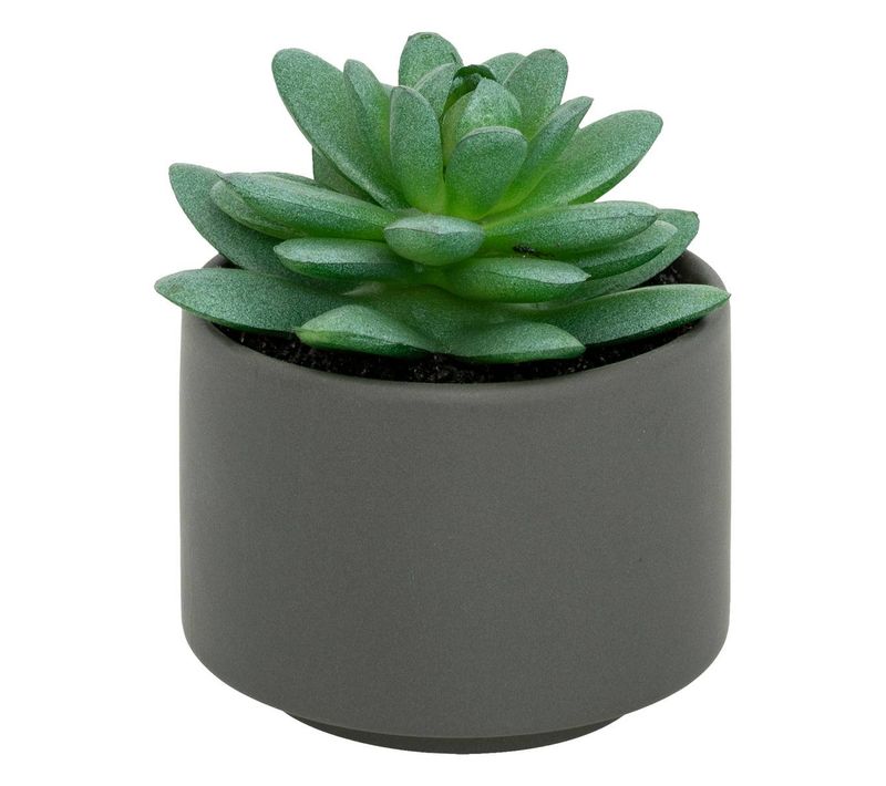 Plante Grasse En Pot H13