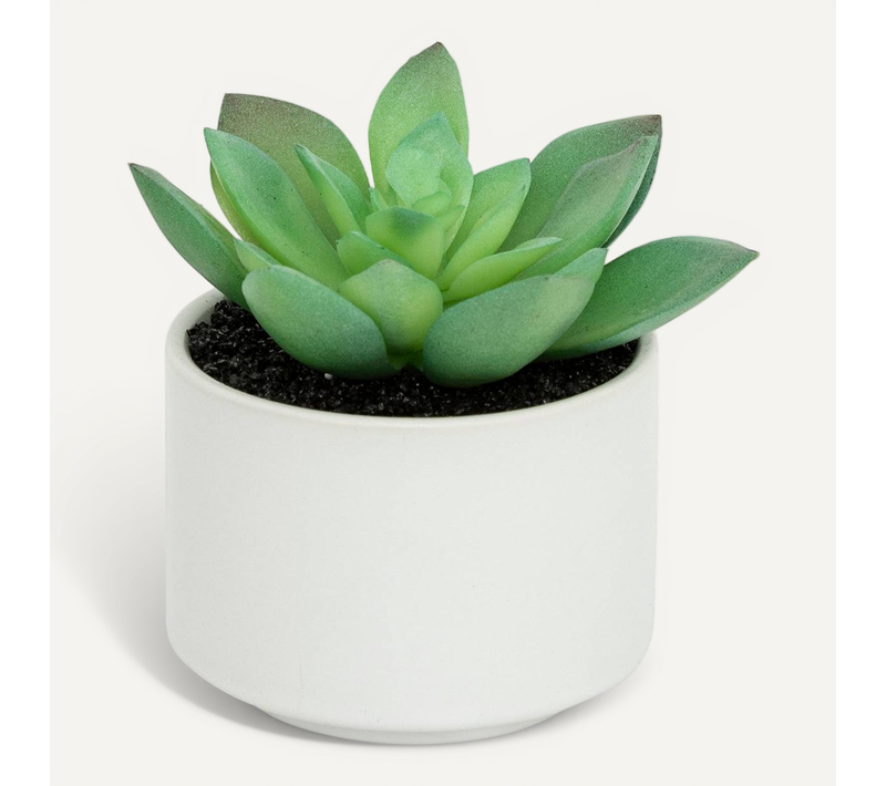 Plante Grasse En Pot H13